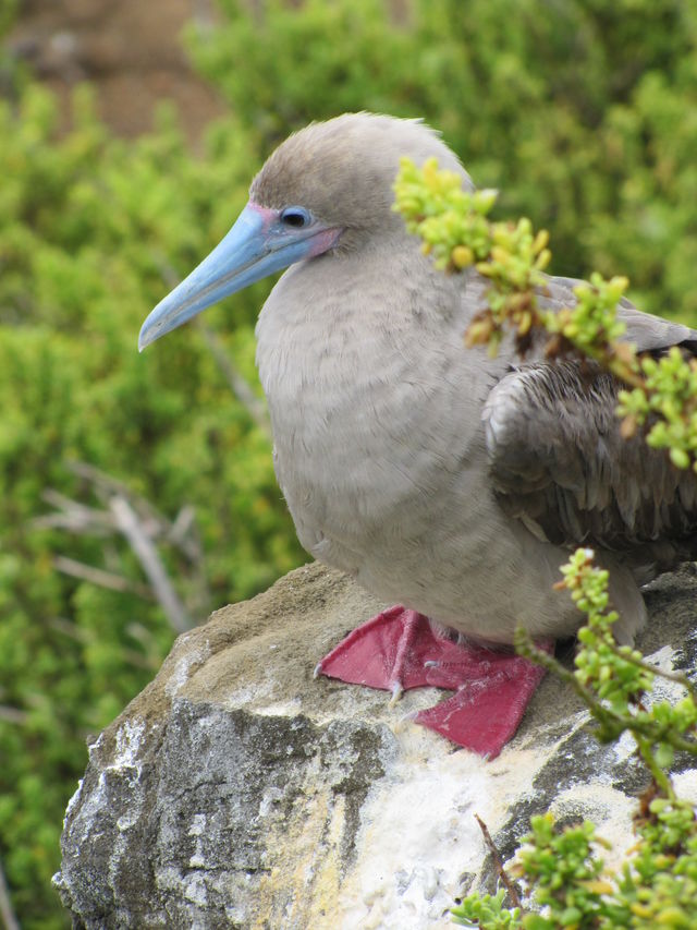 Red footed booby op de Galápagos