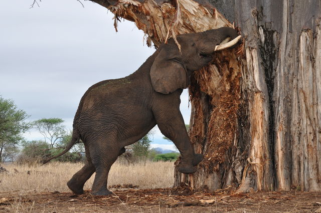 Tarangire National Park