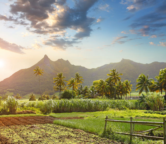 Suikervelden op Mauritius