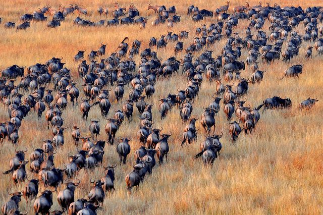 Grote migratie in Tanzania