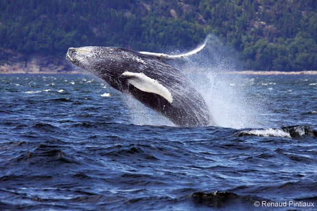 Walvis bij Tadoussac