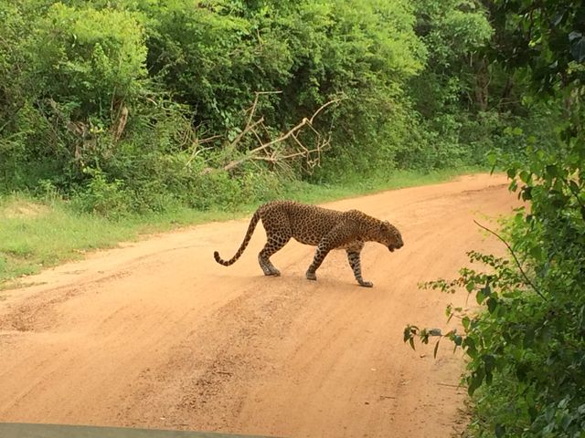 Luipaard in Yala N.P., Sri Lanka