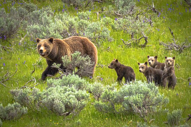 Bruine beren familie op pad in Grand Teton Nationaal Park