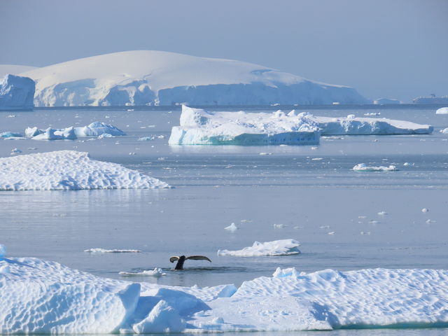 Bultrug in Antarctica