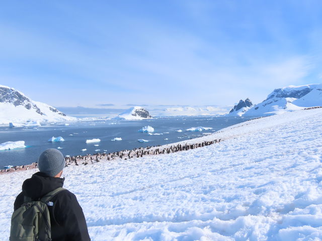Pinguïns in Antarctica