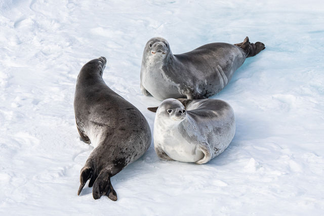 Zeehonden in sneeuw op Antarctica