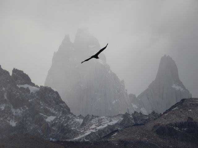 Andescondor bij El Chaltèn
