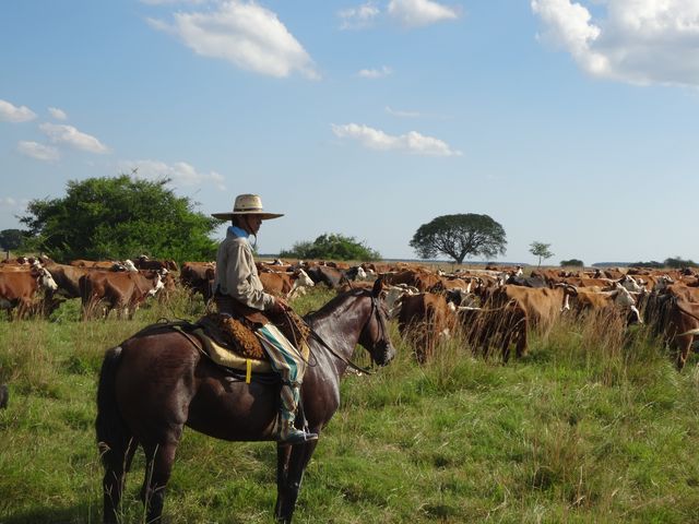 Gaucho in Argentinië