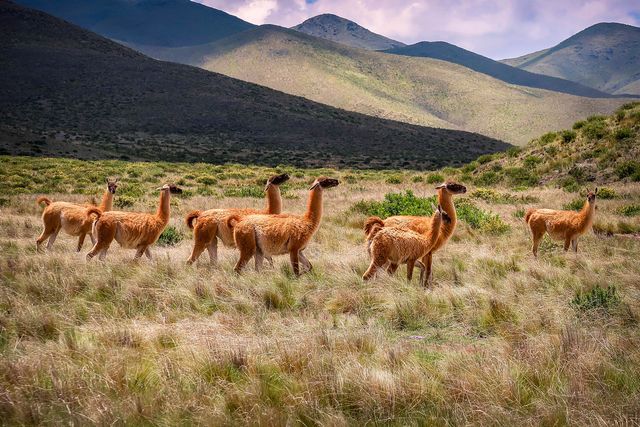 Alpaca's in de omgeving van Salta