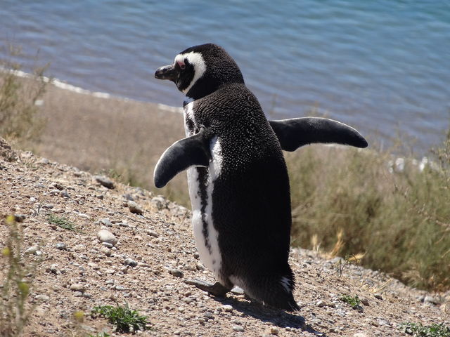 Pinguïn op Valdes