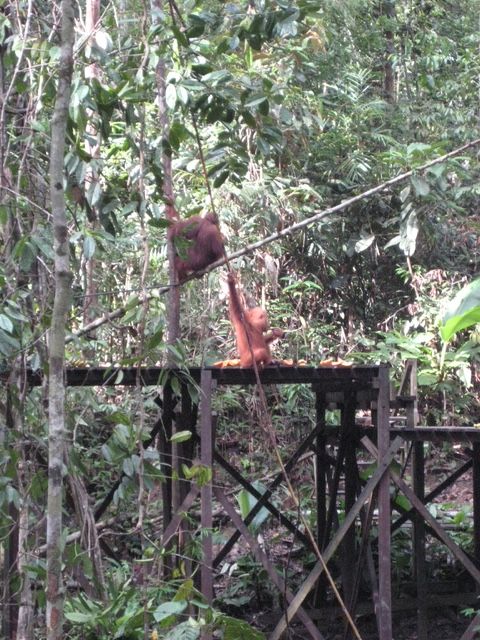 Orang-oetans in Borneo