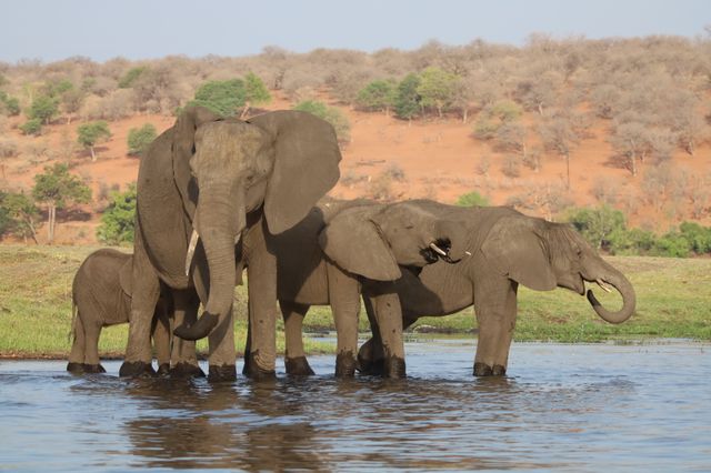 Chobe National Park