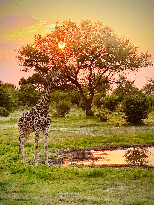 Giraffe in Botswana