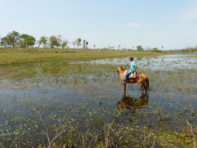 De Pantanal te paard verkennen