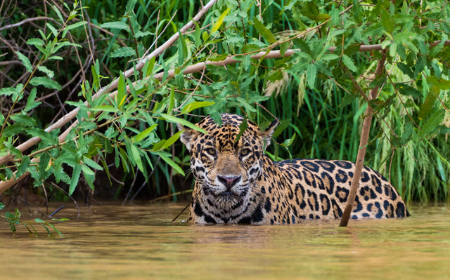 Jaguar in de Pantanal