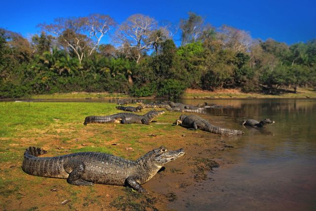 Kaaimannen in de Pantanal