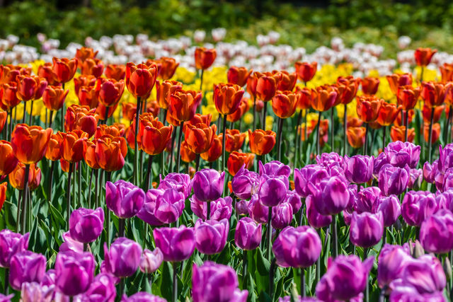 Tulpenfestival in Ottawa