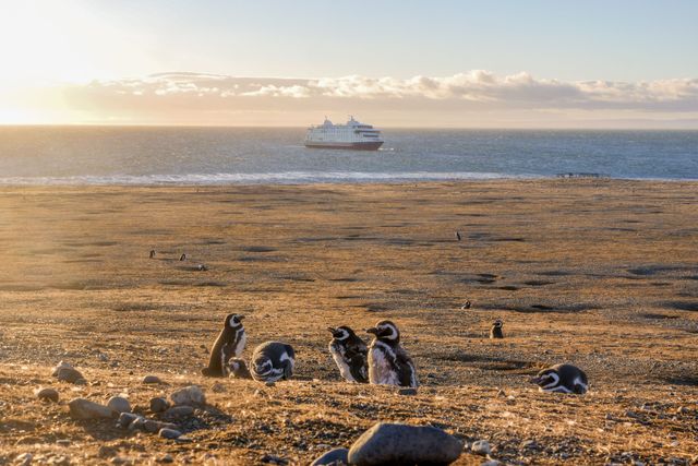 Pinguïns spotten op Magdalena Island