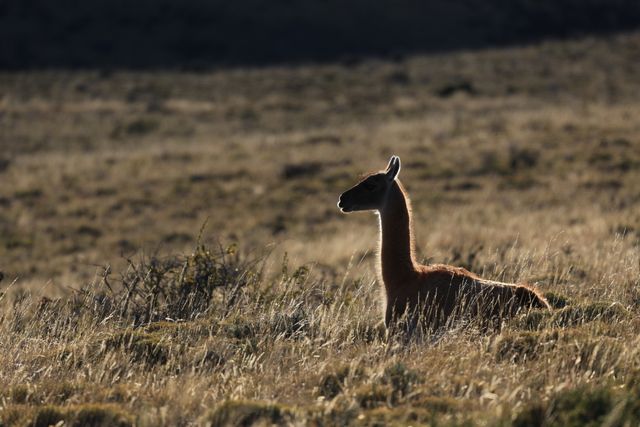 Lama in Torres del Paine
