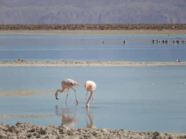 Flamingo's bij Salar de Atacama