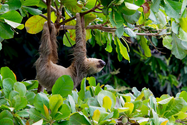 Luiaard in Costa Rica