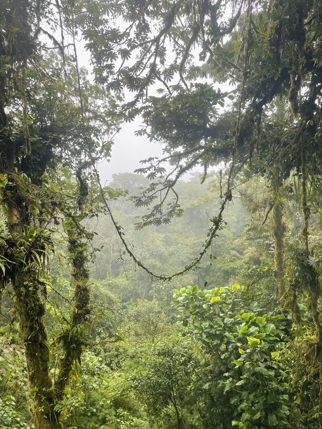 Monteverde Cloud Forest