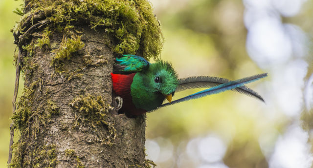 Quetzal in San Gerardo de Dota