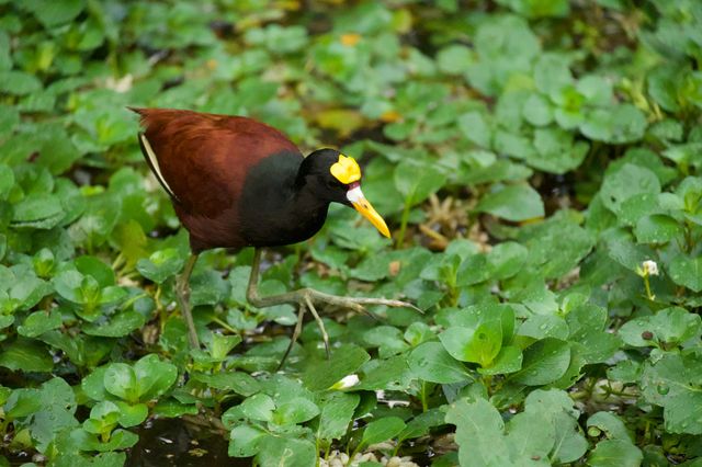 Vogel in Northern Jacana Costa Rica