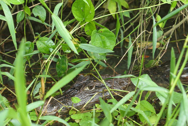 Kaaiman in Tortuguero National Park