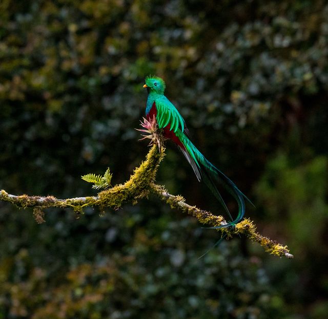 Quetzal bij San Gerardo de Dota