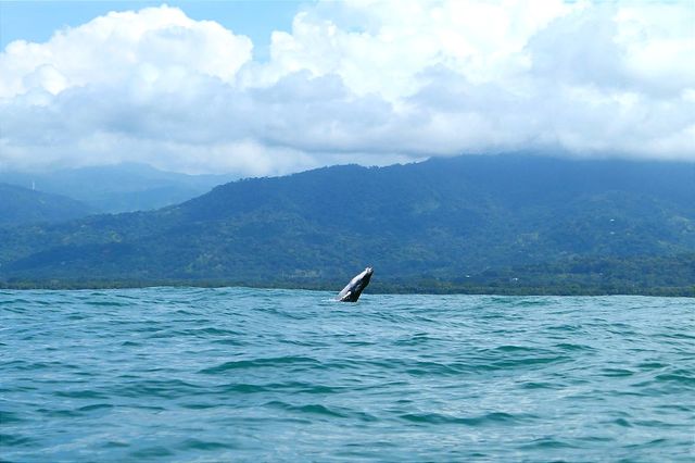 Walvisexcursie in Uvita, Costa Rica