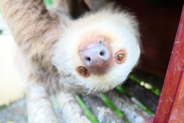 Luiaard in Animal Rescue Center in Costa Rica