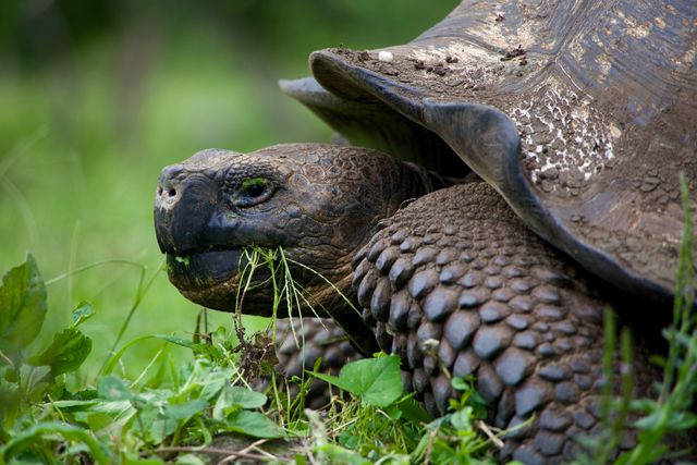 Reuzenschildpadden op de Galápagos