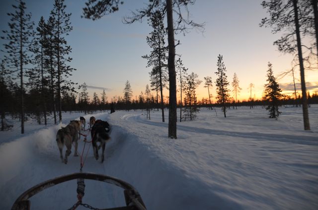 Huskysledetocht in Fins Lapland, Levi