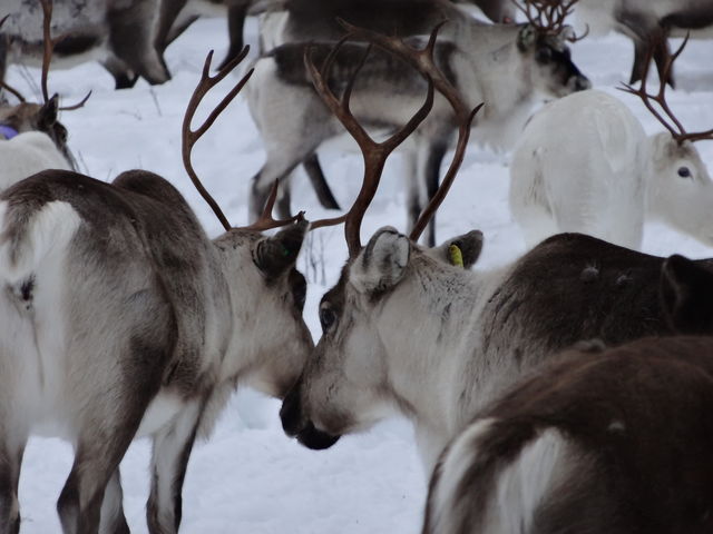 Rendieren in Lapland