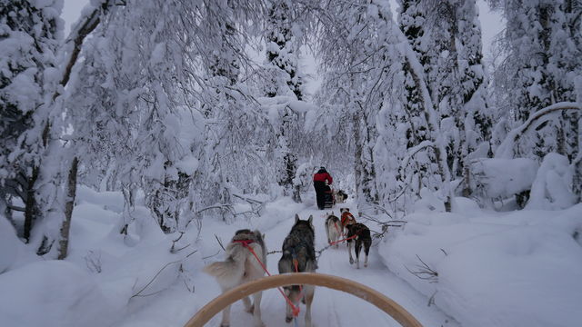 Huskysafari in Lapland