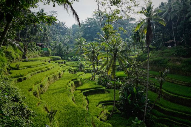 Rijstvelden van Tegalalang nabij Ubud
