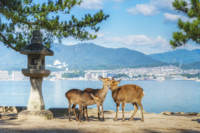 Herten op Miyajima