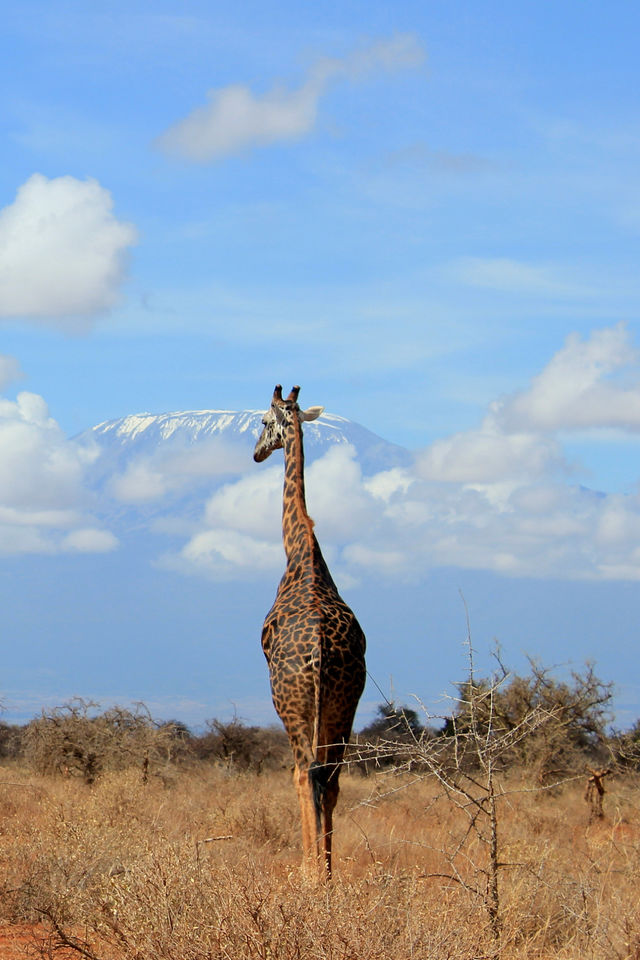 Giraffe in Amboseli