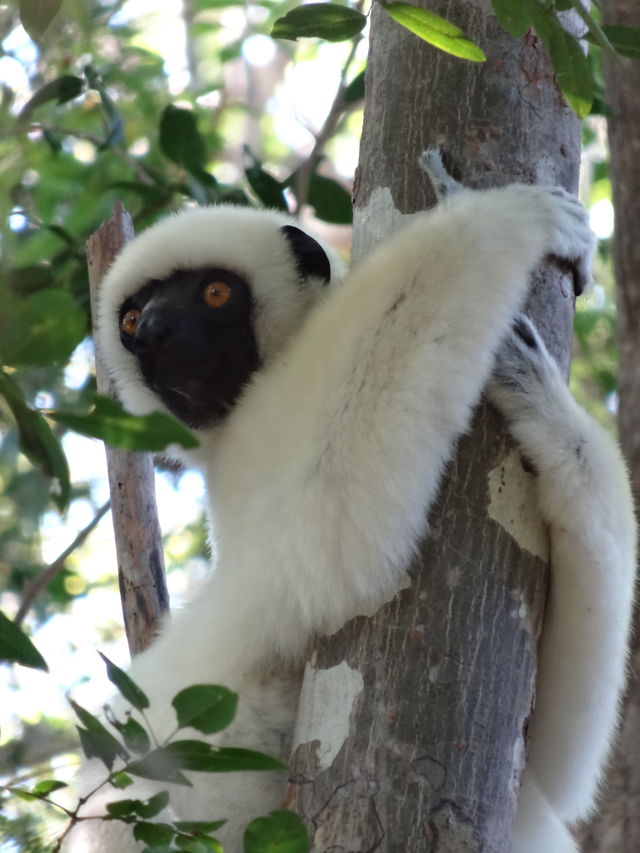 Lemuur in Madagaskar