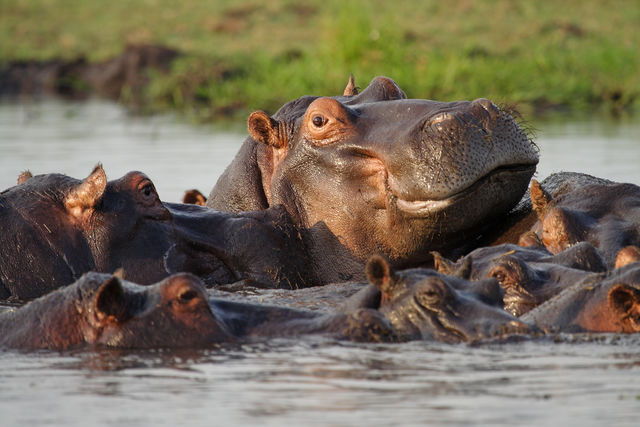 Nijlpaarden in de Caprivi