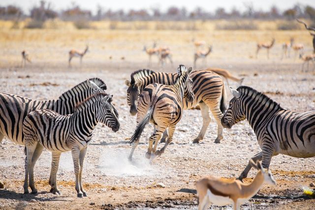 Zebra's in Etosha National Park