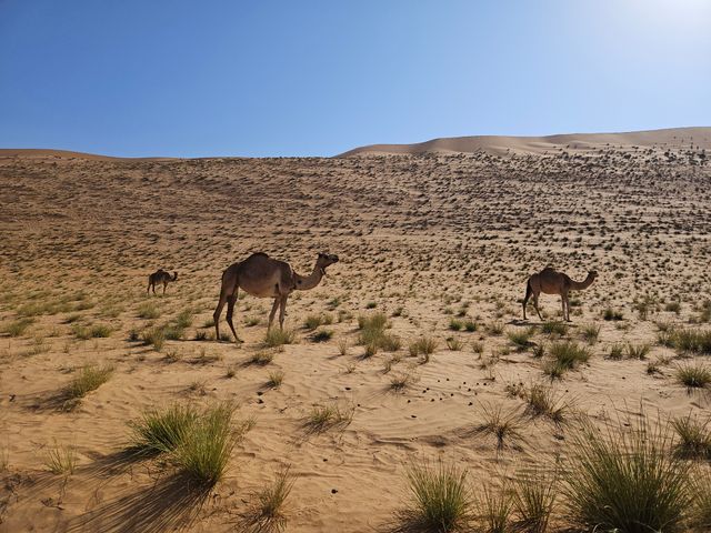 Kamelen in de Wahiba Sands woestijn