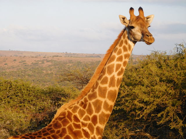 Giraffe in Limpopo