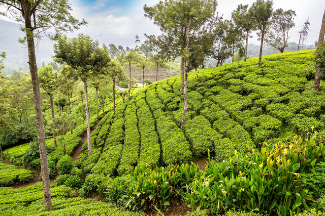 Nuwara Eliya theeplantage