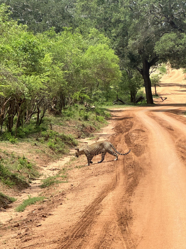Luipaard in Yala National Park
