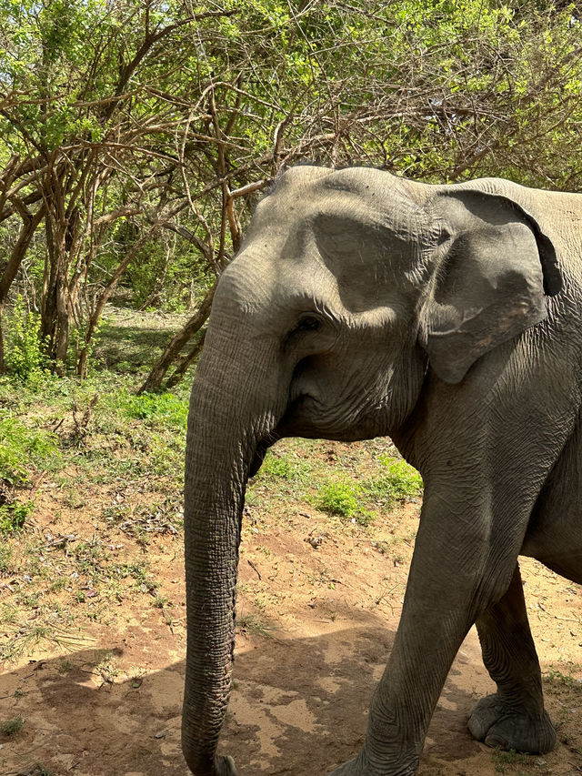 Olifanten in Yala National Park