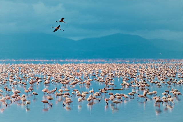 Talloze flamingo's in Lake Manyara