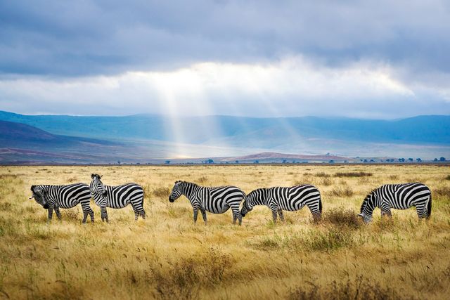 Zebra's in de Ngorongoro krater