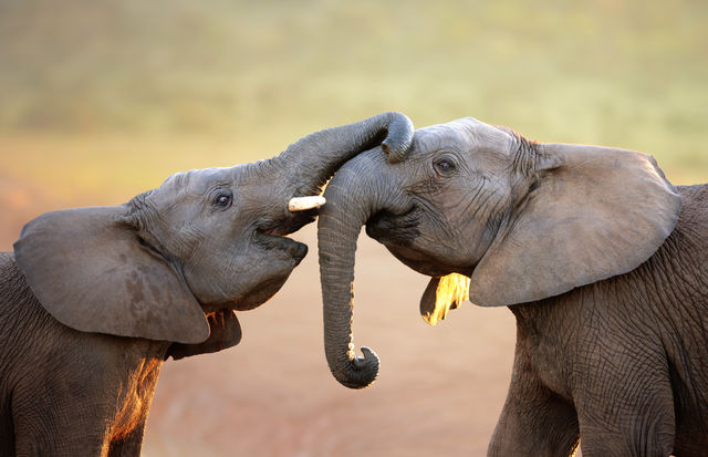 Olifanten in het Addo Elephant Park